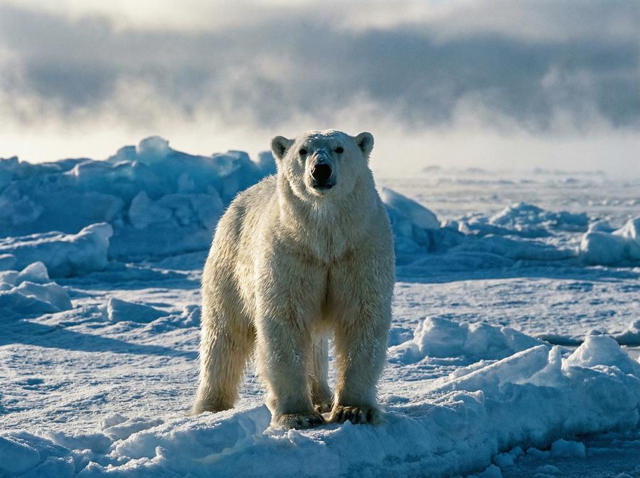 麻豆传媒北极熊视频演示 北极熊冰原生存写真